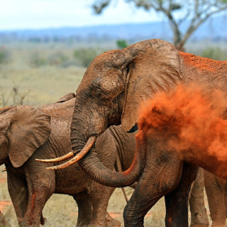 Afbeelding voor Tsavo Nationaal Park