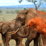 Afbeelding voor Tsavo Nationaal Park