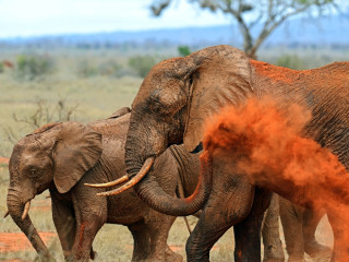 Afbeelding voor Tsavo Nationaal Park