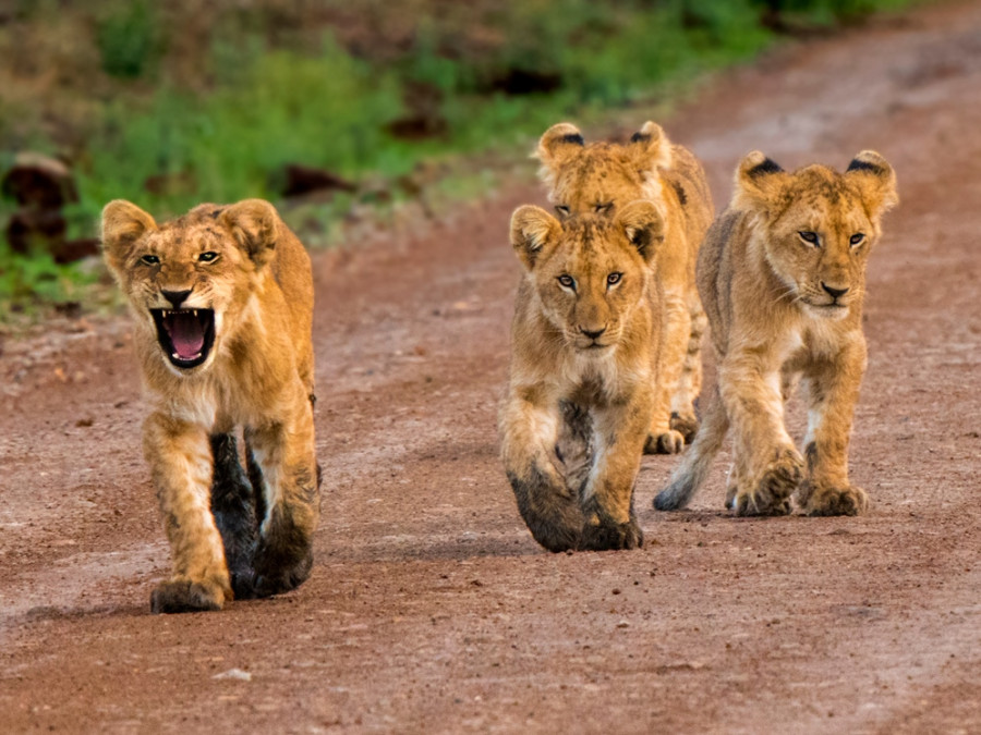Kenia safari rondreis