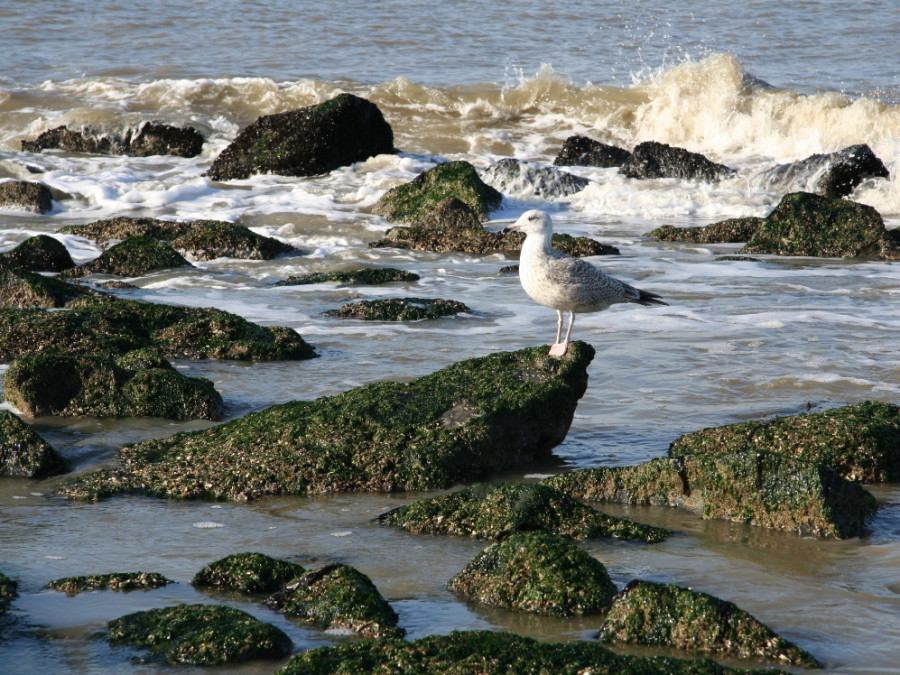 Vogels bij de kust