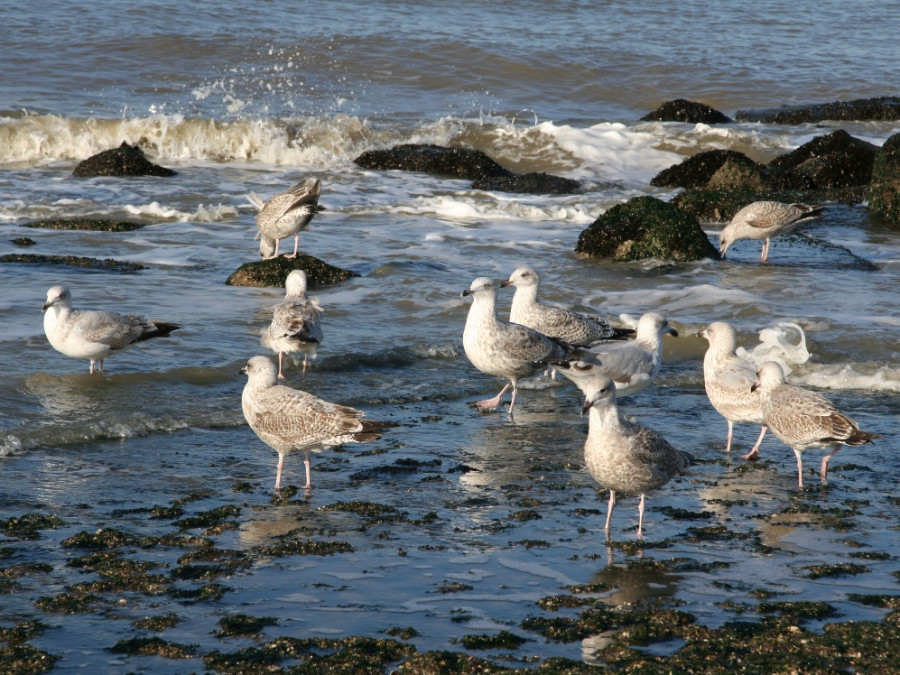 Kustvogels