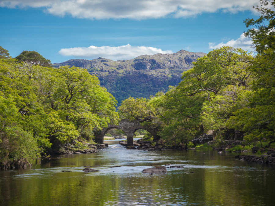 Killarney bossen