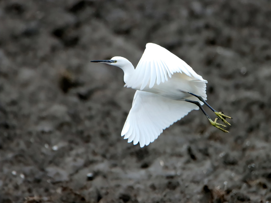 kleine zilverreiger