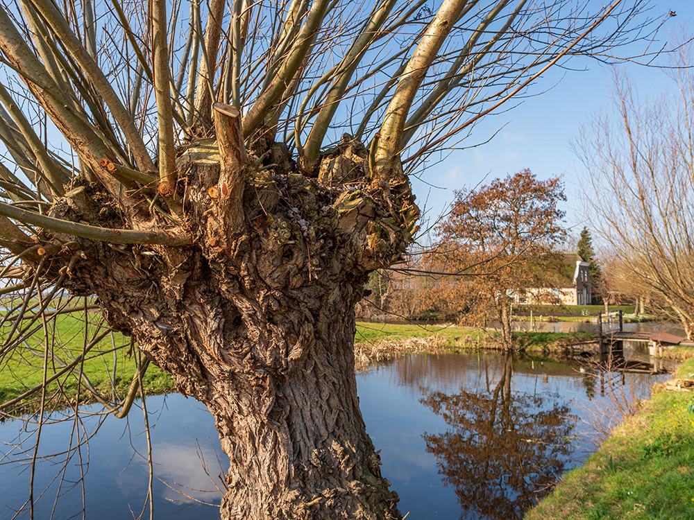 Knotwilg Reeuwijkse Plassen