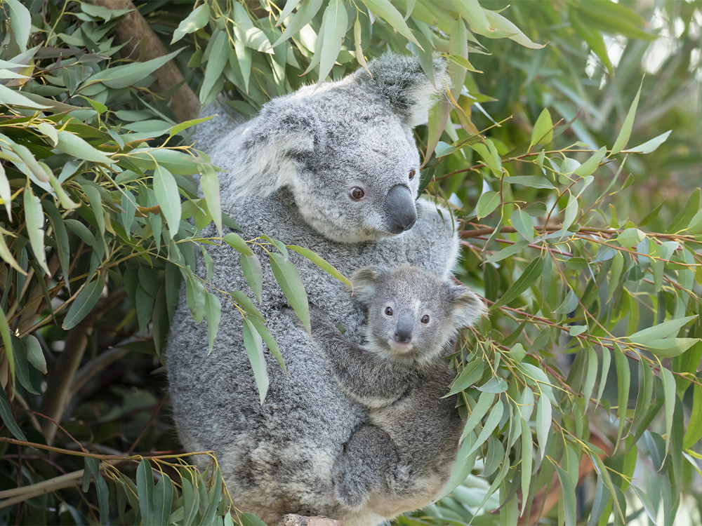 Koala baby