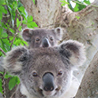 Afbeelding voor Get Your Guide - Koala excursies