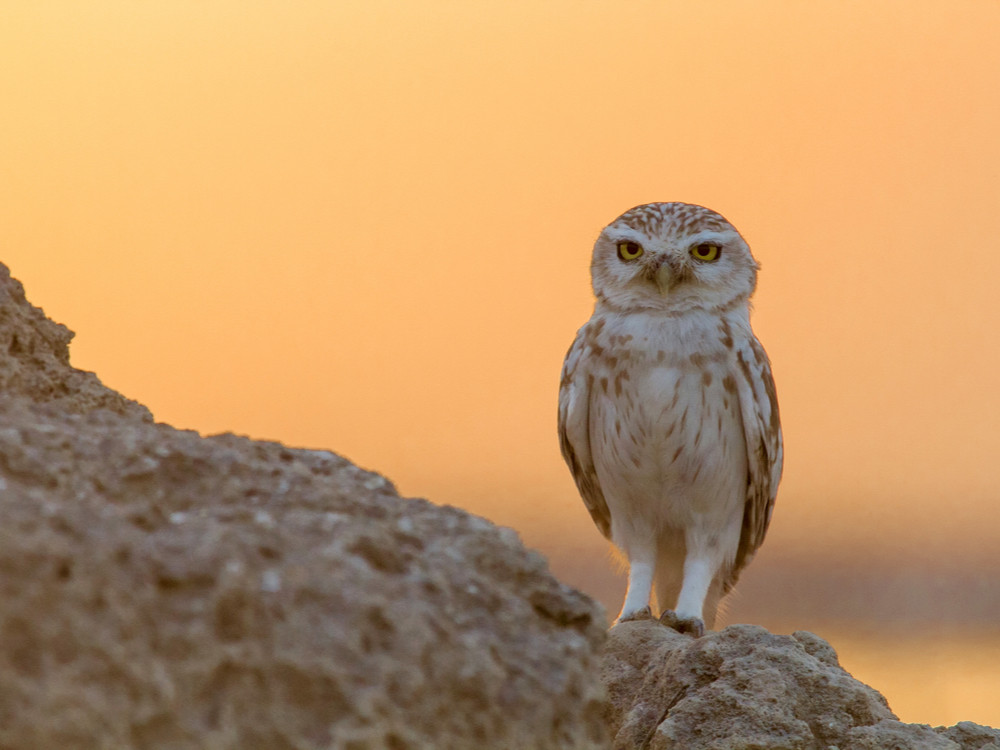 Steenuil in de woestijn van Koeweit (Athene noctua lilith)