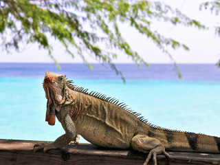 Afbeelding voor Curaçao