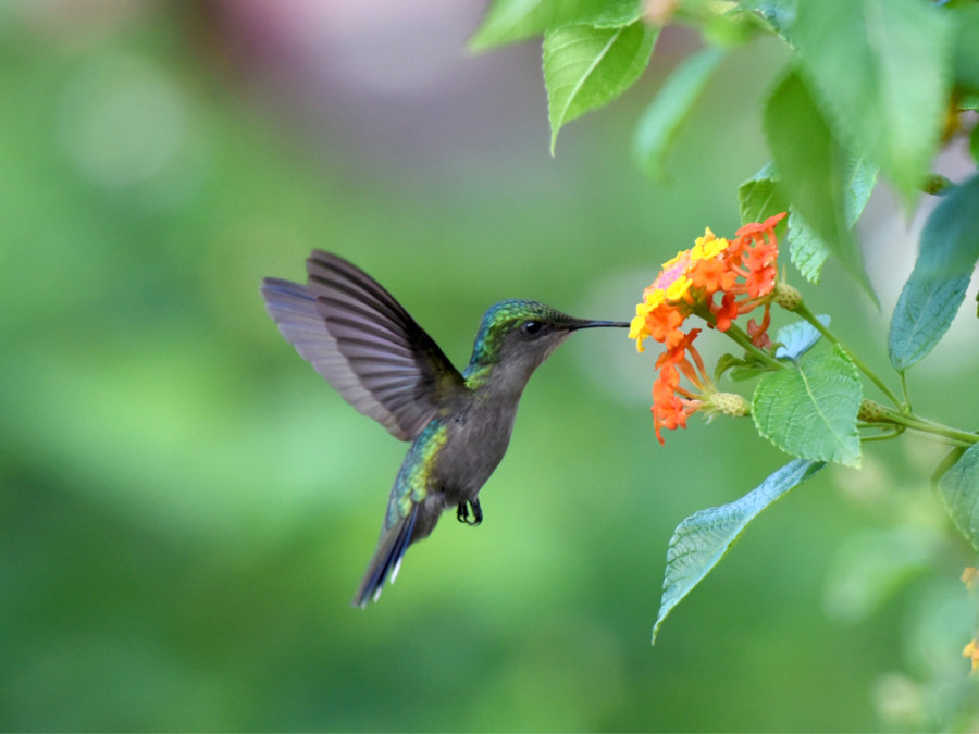 Guadeloupe vogels