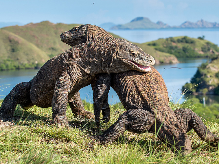 Komodo Komodo