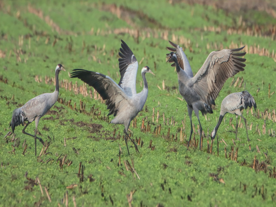 Kraanvogels spotten