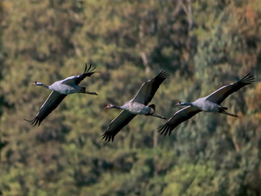 Kraanvogels in het wild