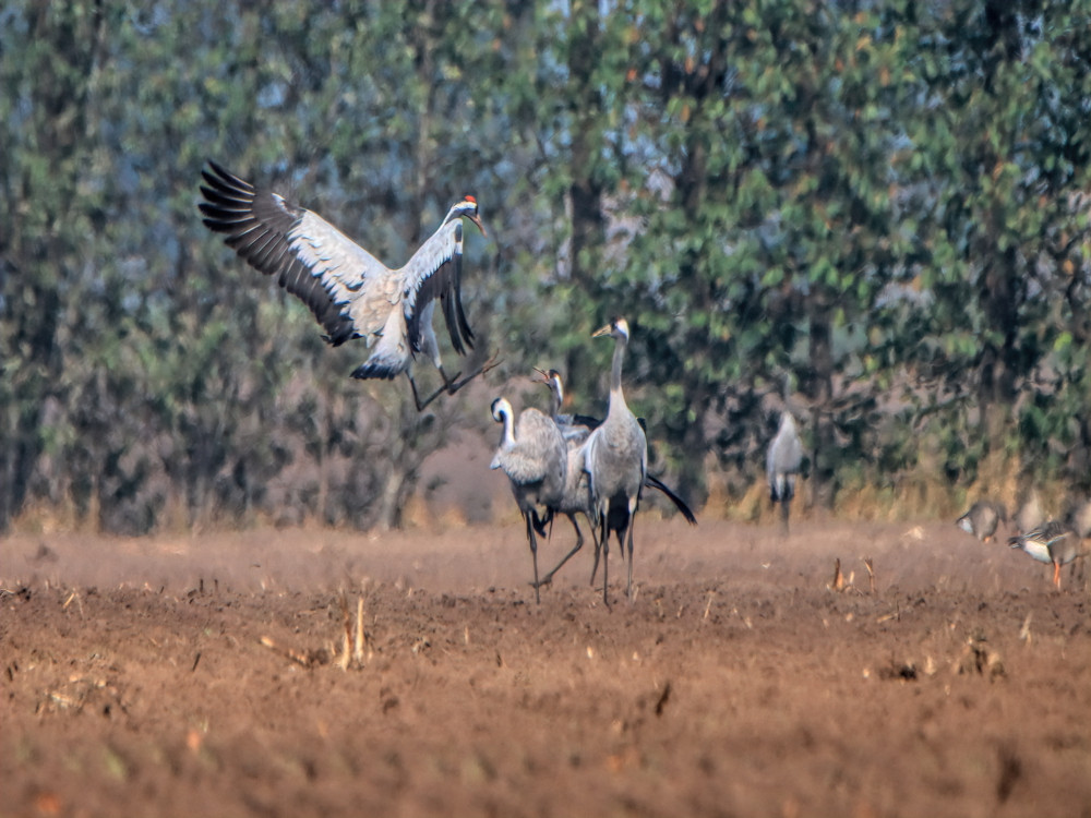 Kraanvogels spotten