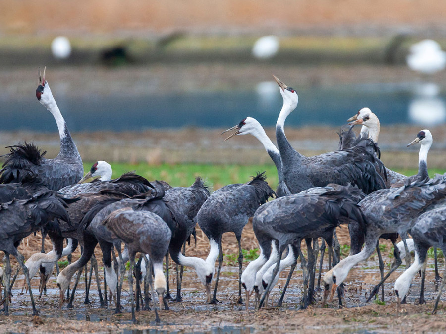 Kraanvogels op Kyushu