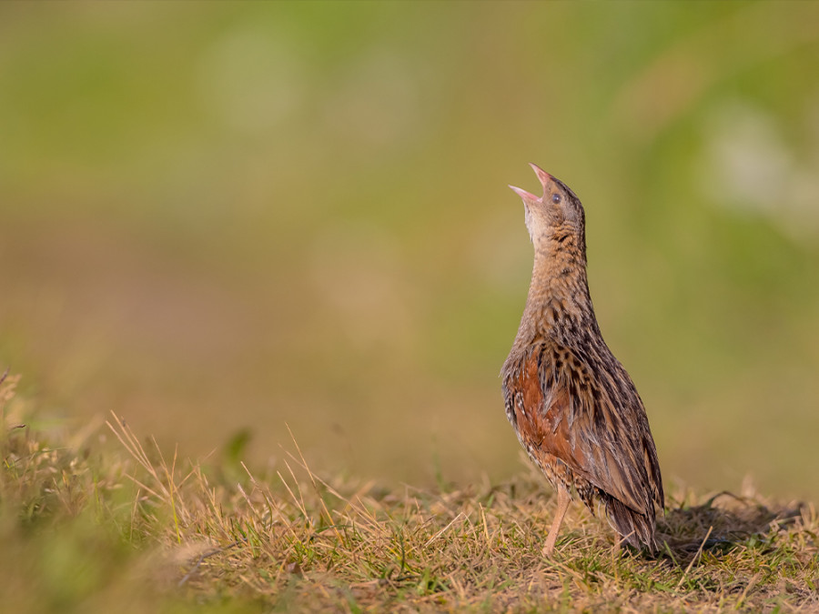 Vogelsoorten Letland