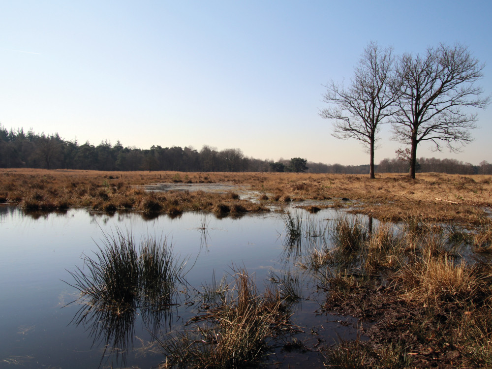 De natuur bij Lage Vuursche