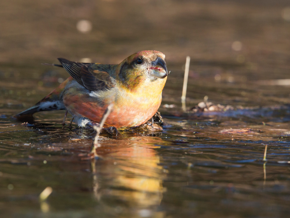 Vogel bij Lage Vuursche