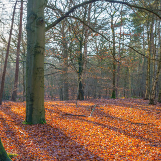 Afbeelding voor Lage Vuursche