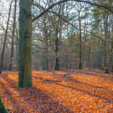 Afbeelding voor Lage Vuursche