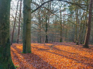 Afbeelding voor Lage Vuursche