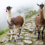 Afbeelding voor Inca trail in Peru