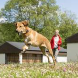 Afbeelding voor Landal GreenParks - Hond mee