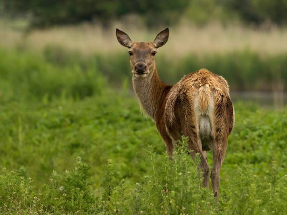 Natuur Nederland