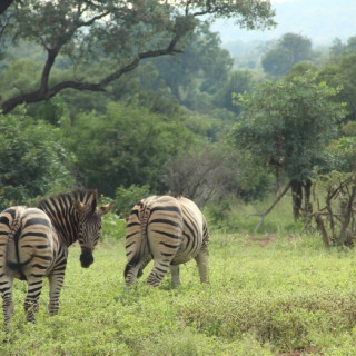 Afbeelding voor Zuid-Afrika