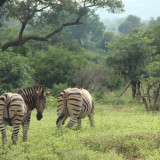 Afbeelding voor Zuid-Afrika