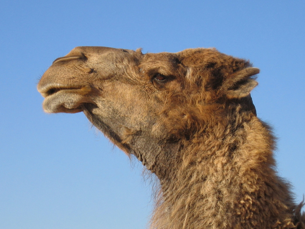 Kameel in de Sahara