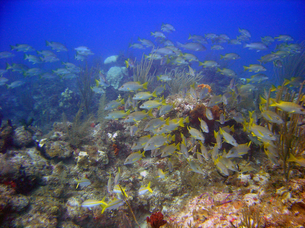 Duiken bij Bimini