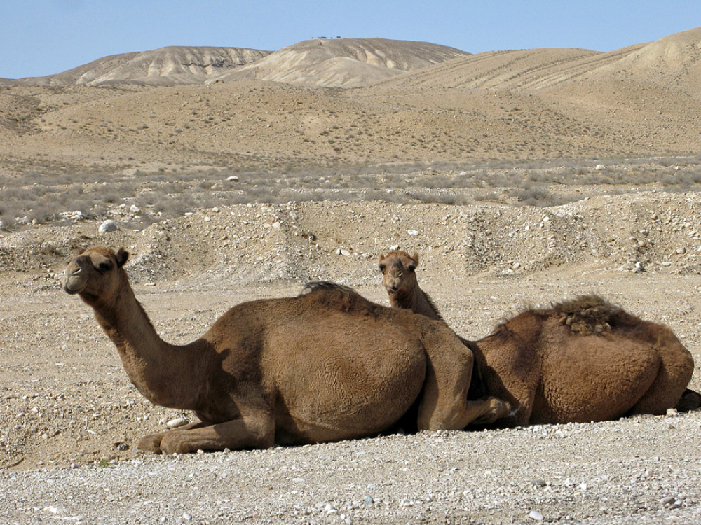 Karakum woestijn