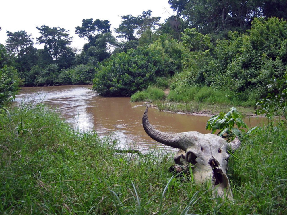Congo natuur