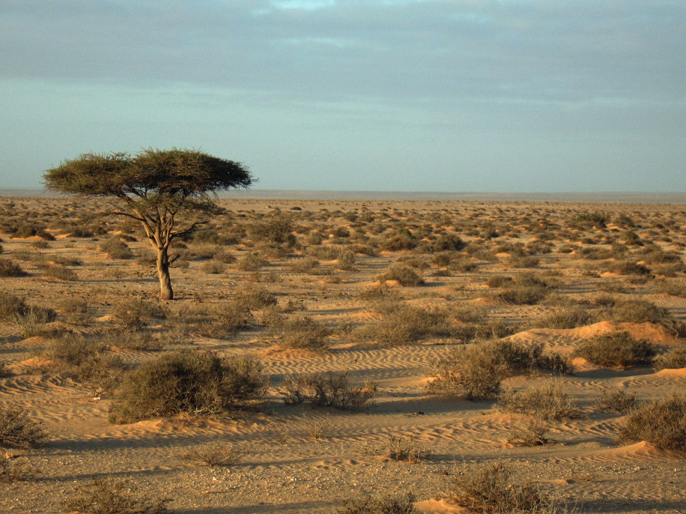 Westelijke Sahara natuur