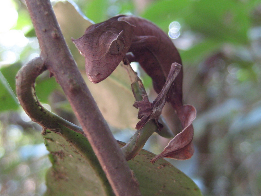 Uroplatus phantasticus