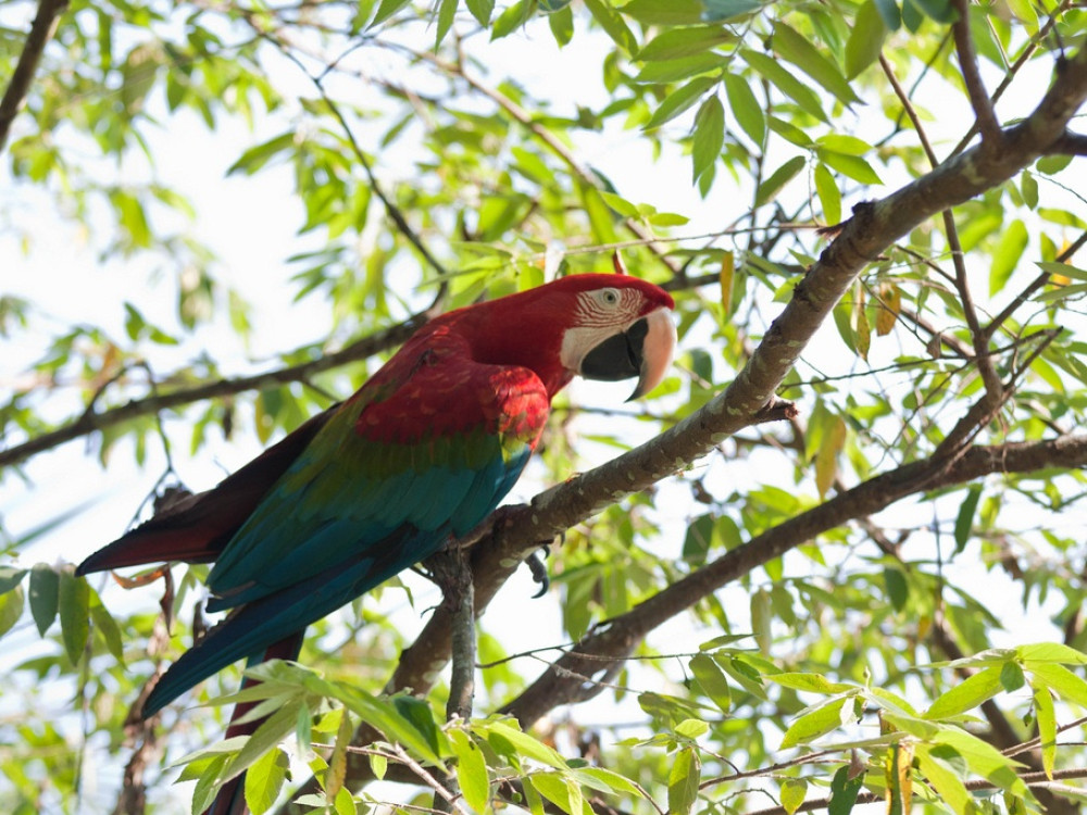 Ara Rurrenabaque