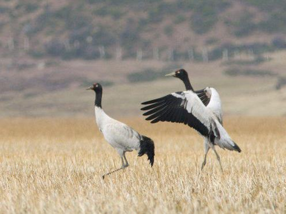 Zwarthalskraanvogel