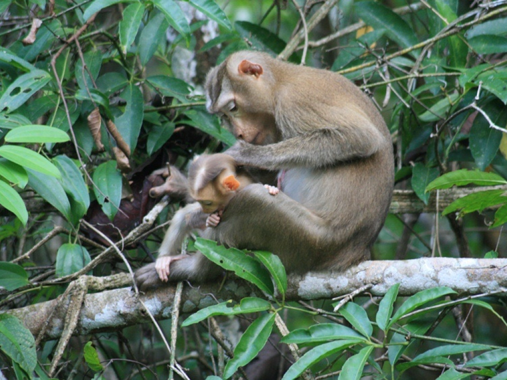 Koh Lanta apen