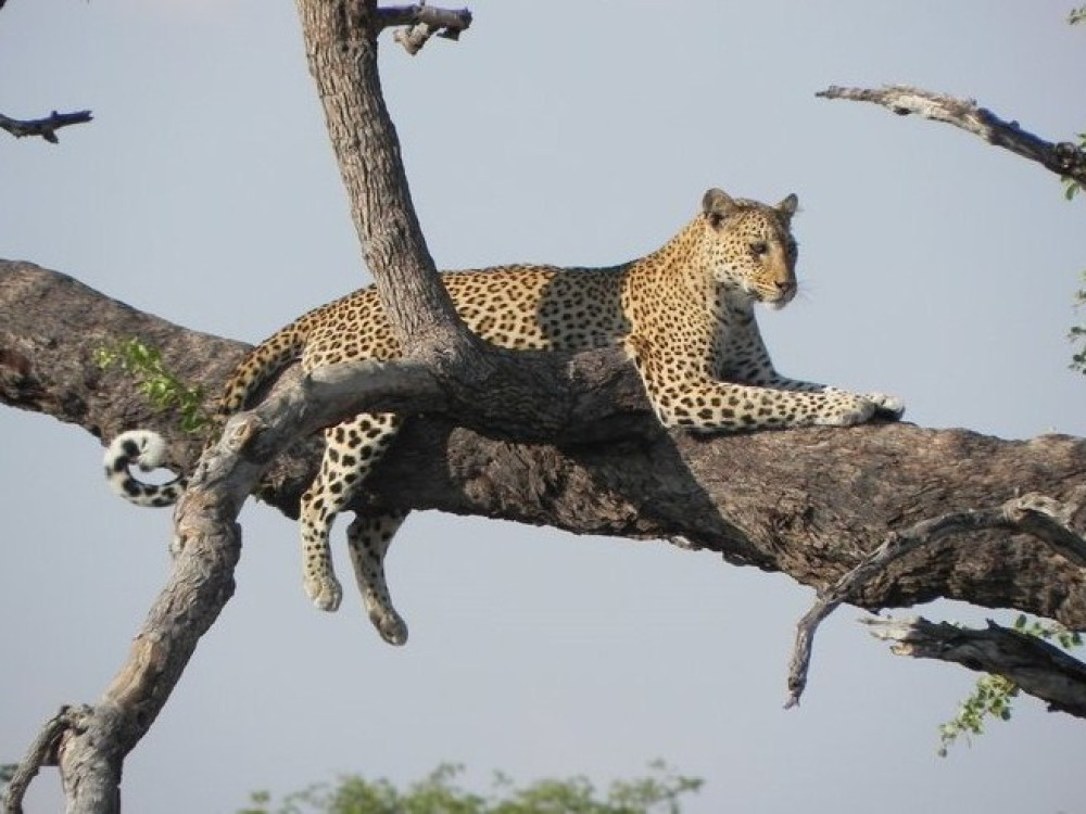 Chobe Park Botswana