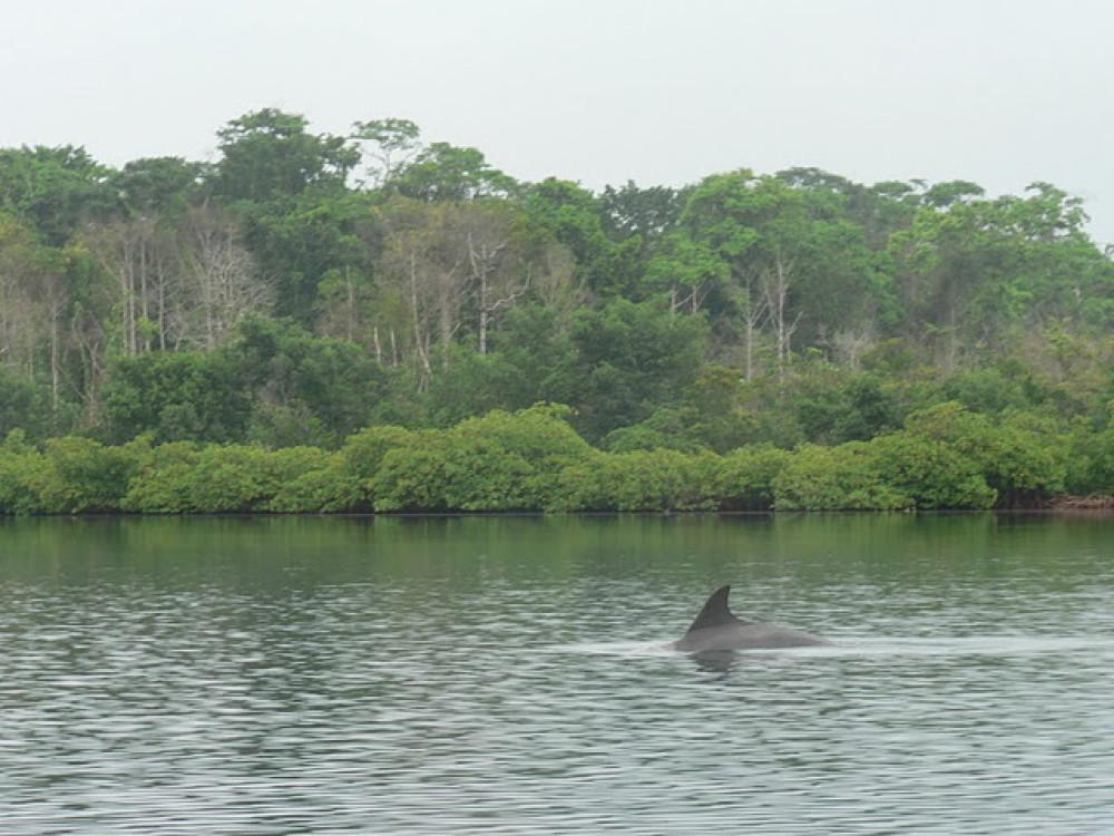 Rivierdolfijnen