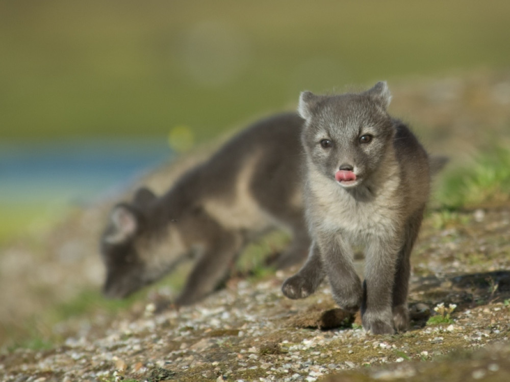 Spitsbergen natuur