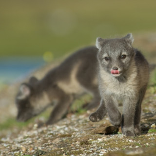 Afbeelding voor Spitsbergen