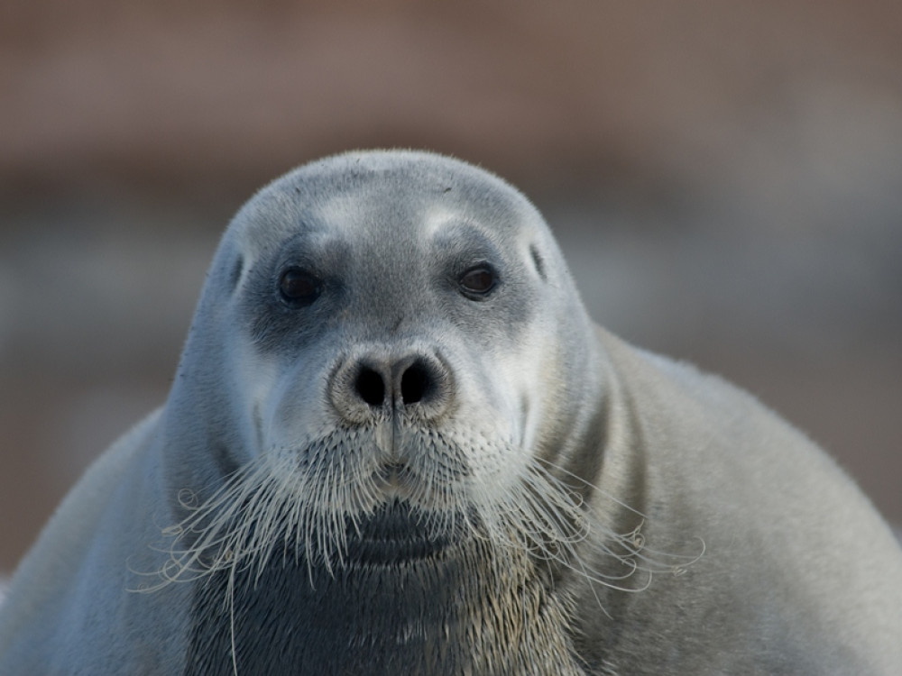 Natuur in Spitsbergen - Baardrob