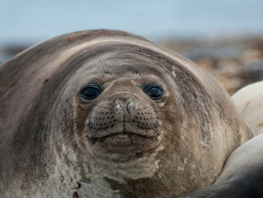 Wildlife Spitsbergen