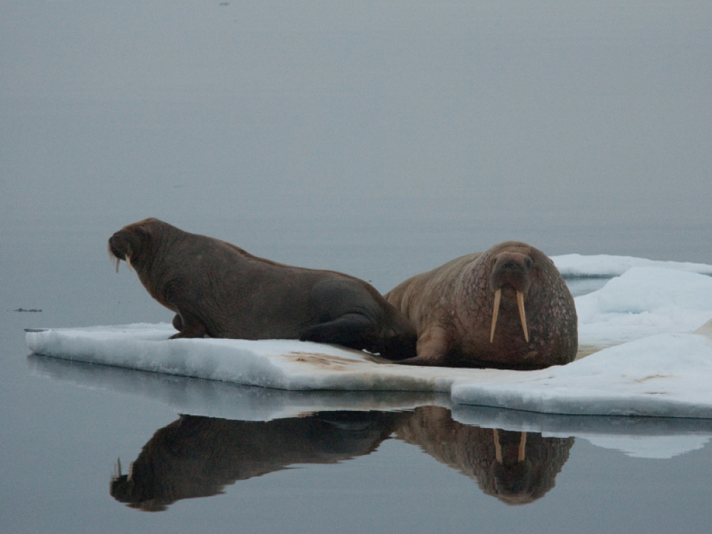 Spitsbergen wildlife