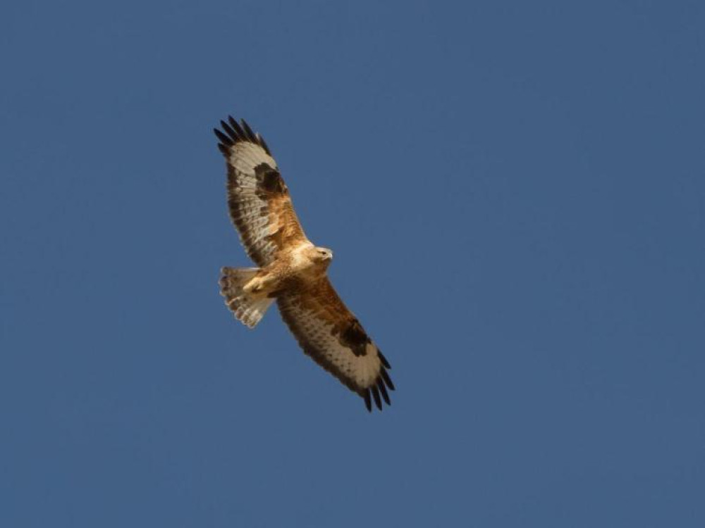 Arendbuizerd