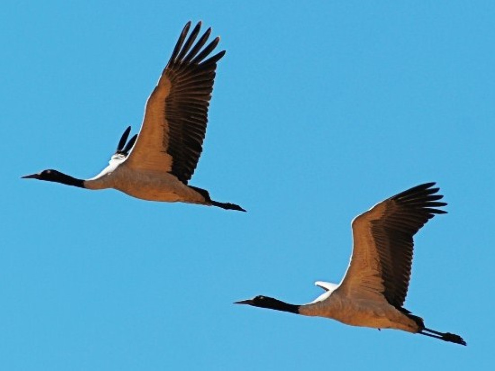 Kraanvogels Bhutan