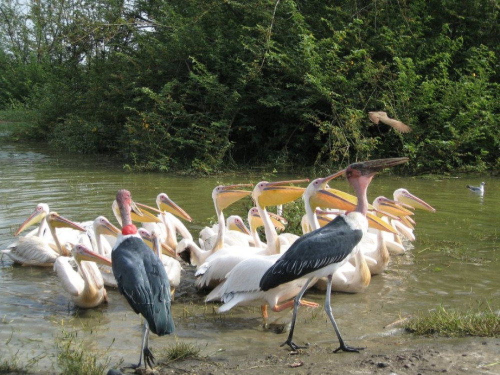 Vogels in Ethiopie