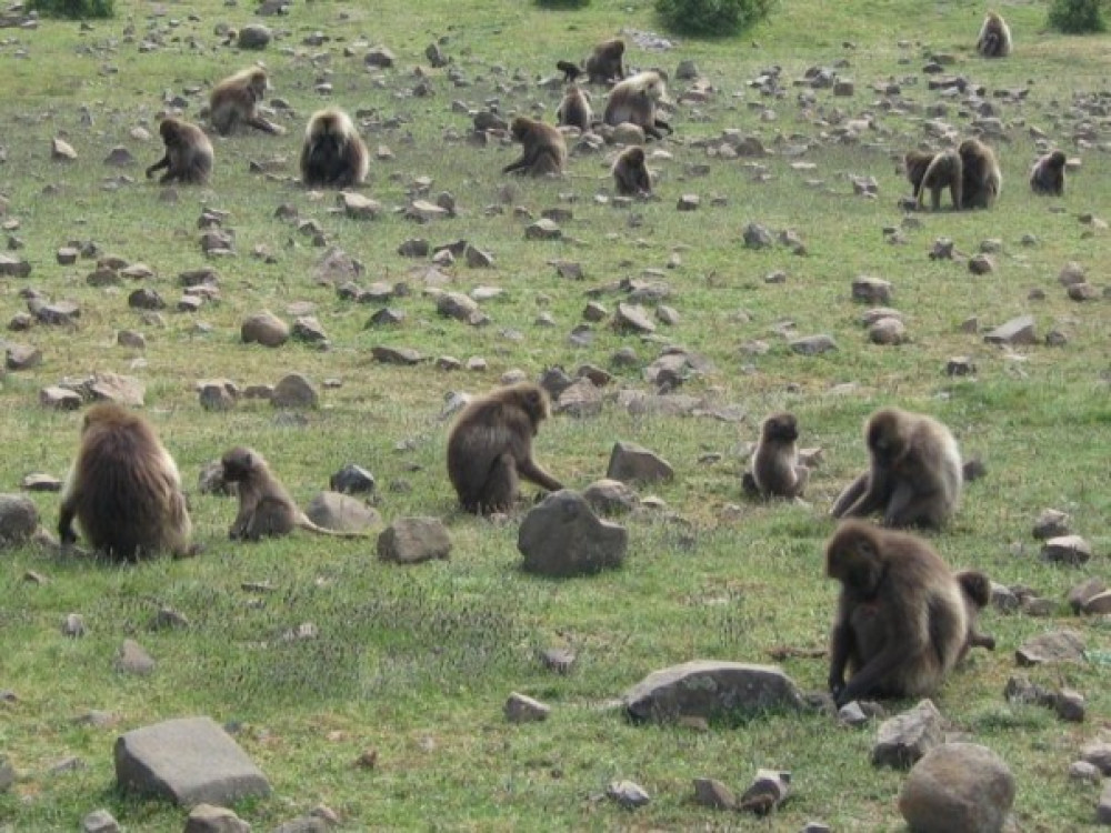 Gelada's in Ethiopie